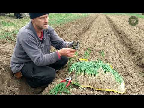 Vídeo: Países produtores de Redmond. Marca de eletrodomésticos Redmond - Visão geral do produto