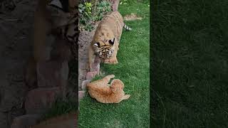 Tiger Cub want to Fight with Little Cat | Nouman Hassan |