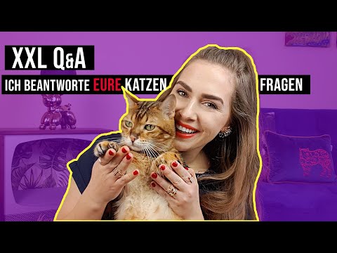 XXL Q&A // Ich beantworte eure Fragen zum Thema Katze (Katzenfutter, Katzenerziehung..) / Amely Rose