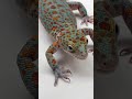Up Close with a Tokay Gecko in 4K – Nature’s Living Artwork! #4KGecko #TokayGecko #gecko #geckota Mp3 Song
