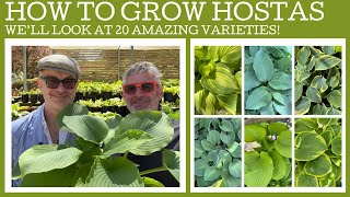 Plant profile: how to grow Hostas