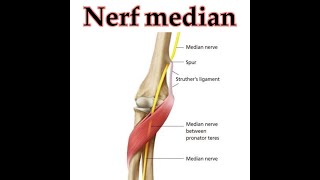 NERF MEDIAN ET MUSCULO CUTANE