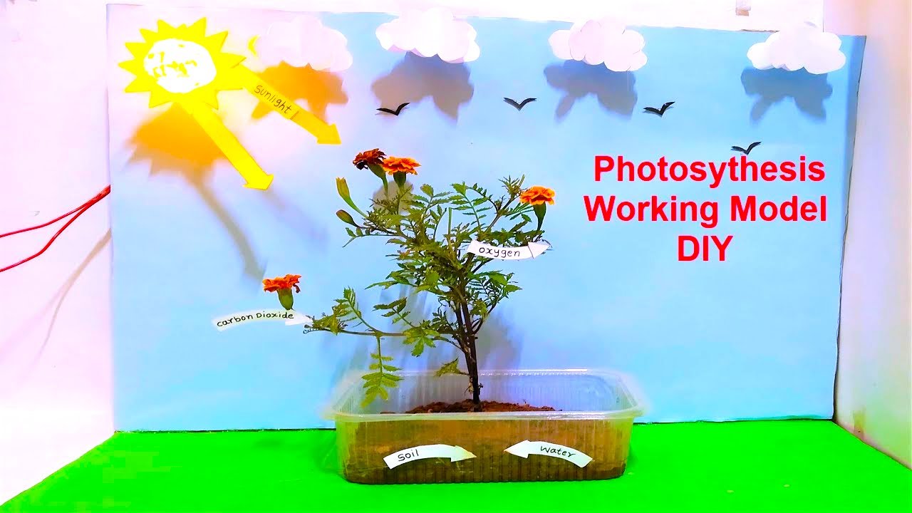 Photosynthesis Working Model For Science Fair Project Craftpiller Diy Youtube