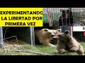 Top 10 Animales Cautivos Experimentando La Libertad Por La Primera Vez - PARTE 2