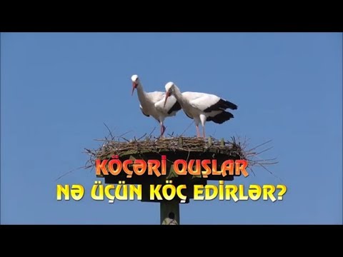 Video: Köçəri Quşlar Uçur