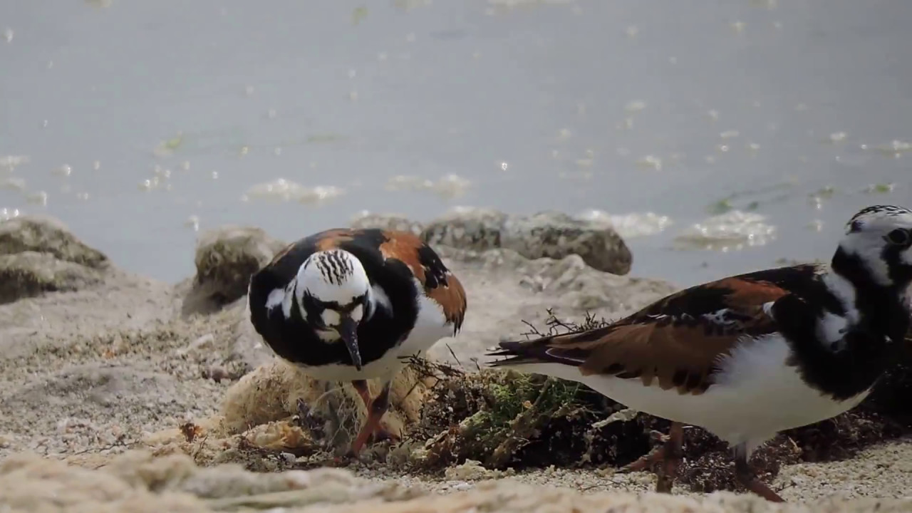 Ruddy Turnstone,Voltapietre (Arenaria interpres)