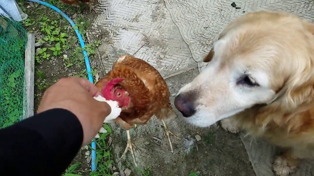 癒し動画 うさぎ ゴールデンレトリバーの横で鶏スローモーアイジョン