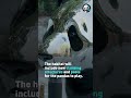 Atlanta zoo to debut new pandas and habitat