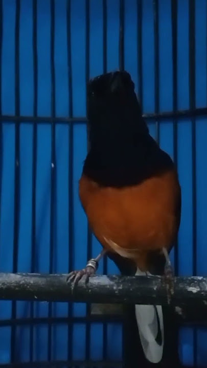 isian mewah tembakan tajam burung murai batu gacor