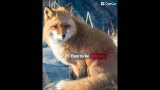 When you got a filthy mind #therian #foxtherian #theriangear #therianpride #therianthropy #music   ￼