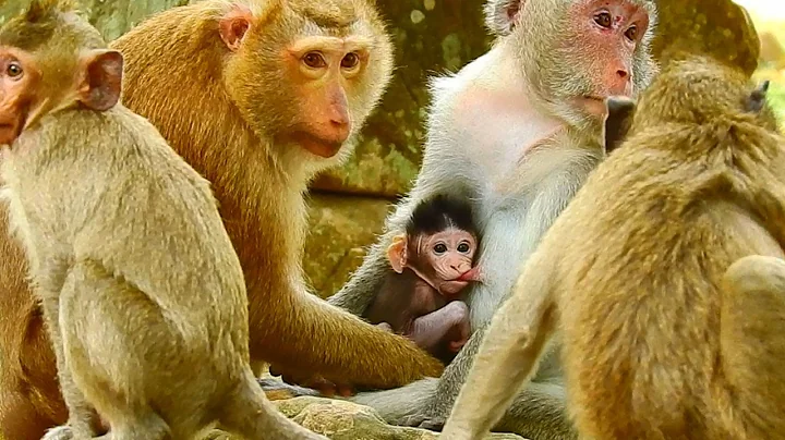 Monkey Boneta likes Jane New baby Jody