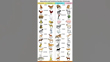Masculine And Feminine Gender Of Animals Learn English Daily 