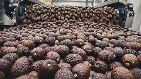 How Millions Of Tons Of Avocado Pits Are Turned Into Eco-Friendly Bioplastic in Factory