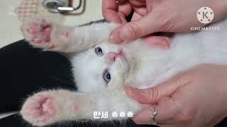 고양이 발바닥 셀프미용 (feat.발바닥 전용 미니 트리머)