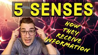 5 Senses: How They Receive Information