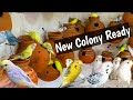 Budgies colony me matki laga di hain aligarhbudgiesandfinches nature budgies parrots viral.