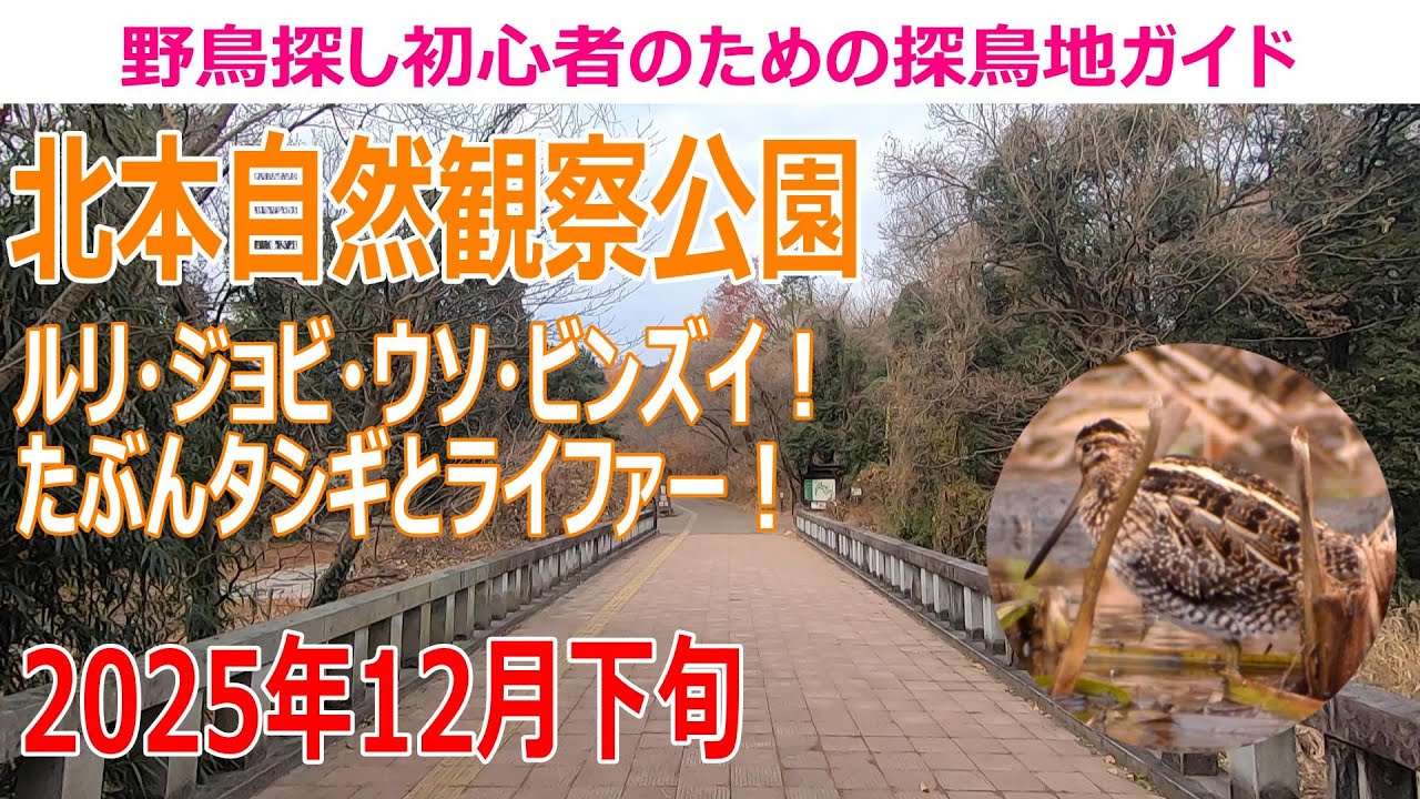北本自然観察公園埼玉県)の探鳥地レポート ルリ！ジョビ！ウソ！ビンズイ！ たぶんタシギとライファー！　2025年12月下旬
