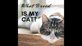 What breed is my CAT | FULL Movie | Know your Cats | cat breeds | Entertainment channel