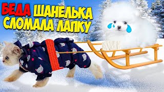 БЕДА ! Собачка Шанелька СЛОМАЛА ЛАПКУ ??? под Новый год !!! ВАСИЛИСА пришла на ПОМОЩЬ !