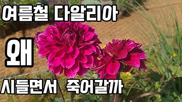 여름철 장마비 맞은 다알리아 왜 죽을까 다알리아 키우기