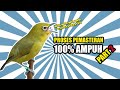 Proses Pemasteran Pleci Ampuh Part Mp3 - Mp4 Download