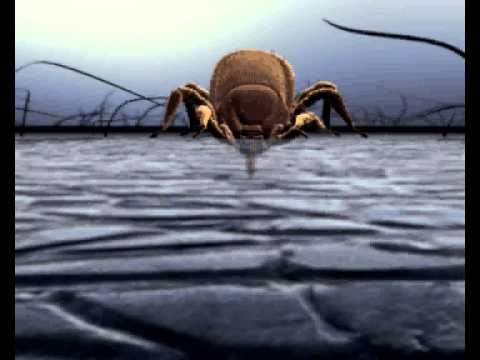 Vídeo: Comprensió Del Cicle De Vida De Tick