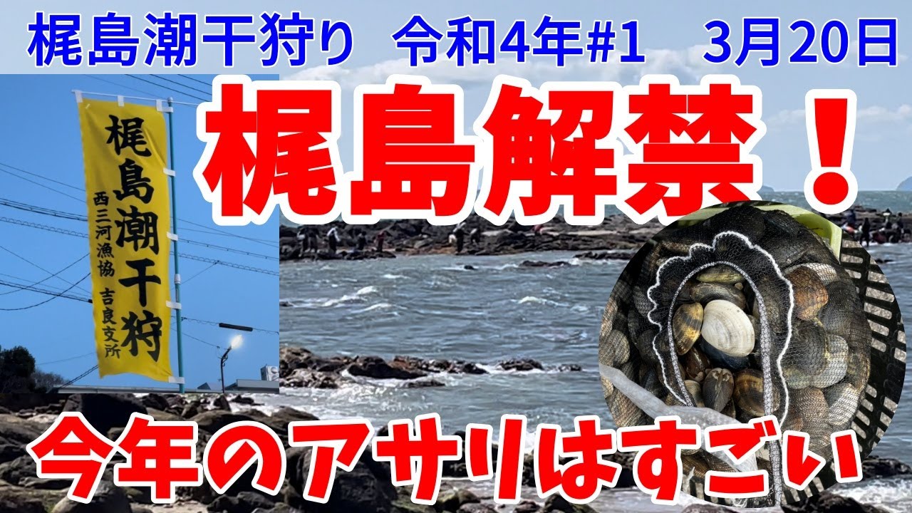【梶島潮干狩り】令和４年梶島解禁！　今年のアサリはすごい！2022/3/20
