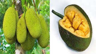 Most Top 10  Amazing Health Benefits of Jackfruit
