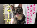 内弁慶の子猫、避妊手術を無事に終える。