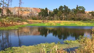 PANGOLIN FARM, SHAWASHA HILLS| HARARE ZIMBABWE