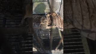 Download Lagu anakan ayam hutan hijau usia 1 bulan #anakancangehgar#cawehwer MP3