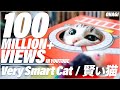 賢い猫