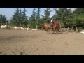 カノンちゃん＆ショット、裸馬に無口で障害飛越