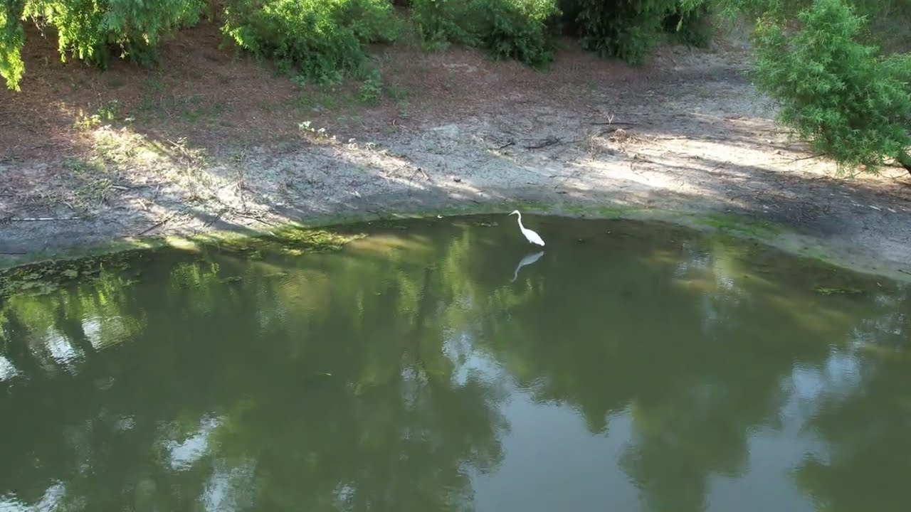 White Egret Hunts Bluegill
