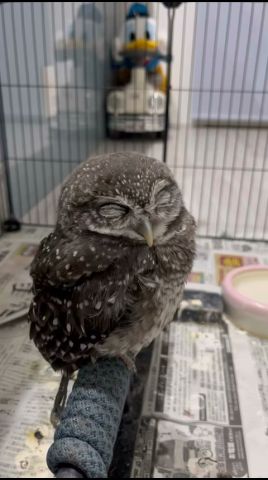 おねむなフクロウ🦉#owl #birds #cute #癒し #インドコキンメフクロウ #animals #フクロウ #フクロウのきなこ