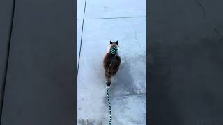 My 10 year old cat walking with a harness  #Cats #cute Resimi