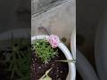 Don’t blink… you’ll miss this bloom 👀#gardeningtips #gardening #viralshorts