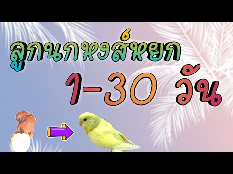#ลูกนกหงส์หยก #1-30วัน #ลูกดก #Budgie