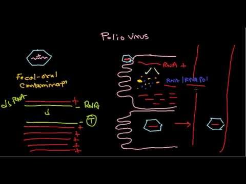 Polio virus life cycle