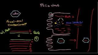 Polio virus life cycle
