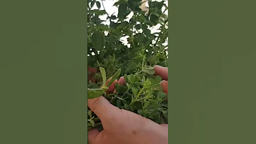 الرجلة ندمت لمكنتش عارفة قمتها من قبل الرجلة البقلة تتمة لفيديو موجودة فقناتي المغرب فوائدالرجلة 