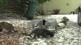 Tomahawk Live Traps  feral cat capture