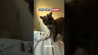 cute angry cat 😺😾🐈