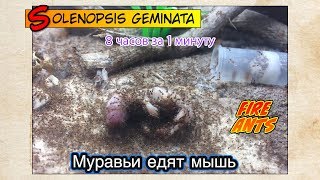 Кормление огненных муравьев МЫШАМИ, 18+ // FIRE ANTS Solenopsis geminata Кормление огненных муравьев МЫШАМИ, 18+ // FIRE ANTS Solenopsis geminata