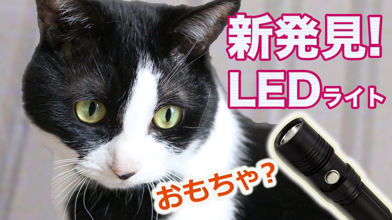 猫カフェ 横浜 風呂好き猫ハッチ♡おもちゃ?