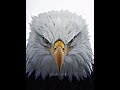 Scary Birds😱 #viralvideo #birds #edit