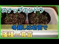 #37[家庭菜園]スナップエンドウの播種は１２月～冬越しへの育苗～【つるあり／つるなしスナップエンドウ】【プランター】