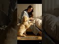 POV: You Were Crying... And He Knew 💔🐶#dogsunderstand #goldenretriever #caringdog #shorts