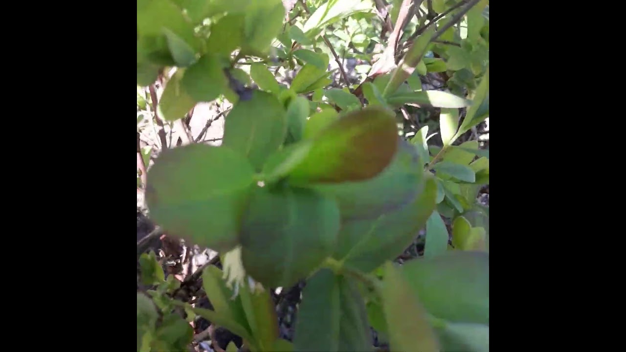 Honey Berry, Sweet & Sour Fruits ,Ideal For Jam and Drink.Heavy Cropping Berry.