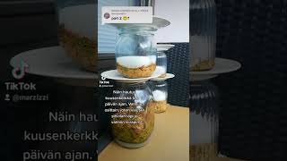 Kuusenkerkkäsiirappi Part 2